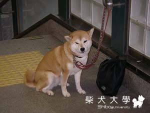 日本柴柴(原發表者:小雪姐)(綜合討論)