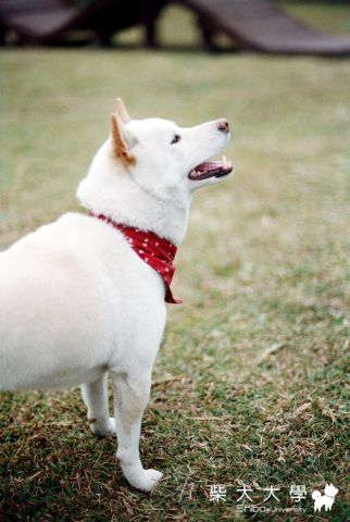 01-16台中寵物公園寫真藝術照(裡面有攝影師最誇獎白柴照)(原發表者:娃娃的阿爸)(相簿)