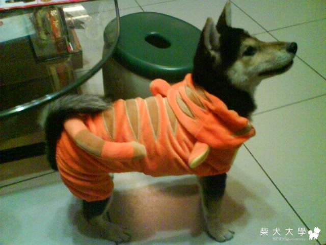 我家也有小老虎(原發表者:mimicaty2000)(綜合討論)