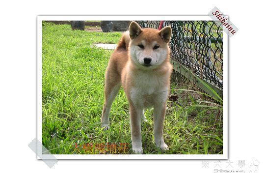 99/01/30狗狗日誌(原發表者:unkikicoco)(綜合討論)
