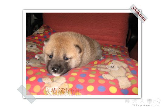 99/01/07出生的幼犬們(原發表者:unkikicoco)(綜合討論)