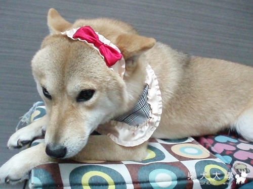 這~素我的巧克力~(原發表者:哆哆麻)(相簿)