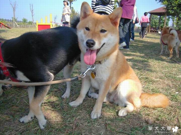 1/30台南胖胖幫尾牙(原發表者:珍珠奶茶家)(相簿)