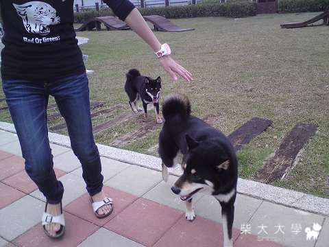 台中寵物公園(原發表者:littlerax)(綜合討論)