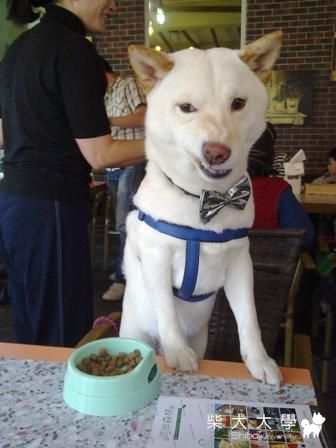 20100131北部柴聚+慶生會小小雜記(原發表者:萊恩麻)(相簿)