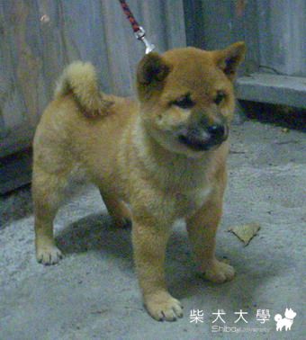 優質雄犬    歡迎參觀鑑賞(原發表者:信之犬舍)(綜合討論)