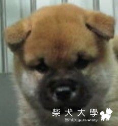 摸摸醬的第一次(原發表者:摸摸醬拔)(綜合討論)