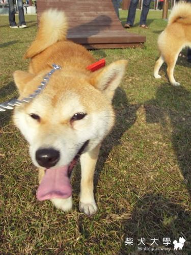 1/30台中寵物公園柴聚(原發表者:小米ˇ)(相簿)