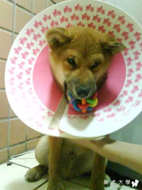 給我玩具，我什麼都願意。(原發表者:MaLu的媽咪)(相簿)