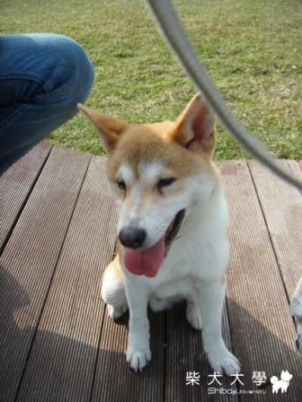 0130台中寵物公園(財財家)(原發表者:財兒)(相簿)