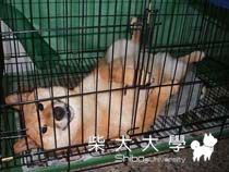 難看又有趣的睡姿(原發表者:小雪姐)(綜合討論)