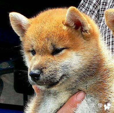 信濃の麗花號審查評﹕臺中市特別展全犬種+柴犬單獨展(原發表者:高峰柴犬)(綜合討論)
