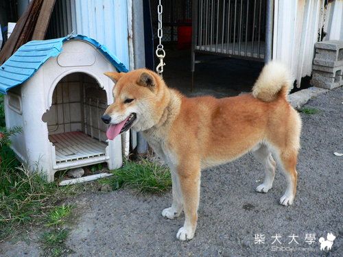 作卅錦號–高峰莊新赤色柴犬種公(原發表者:高峰柴犬)(綜合討論)