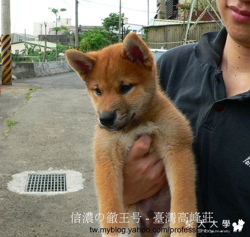 信濃の徹王號幼犬和若犬照的成長變化(原發表者:高峰柴犬)(綜合討論)