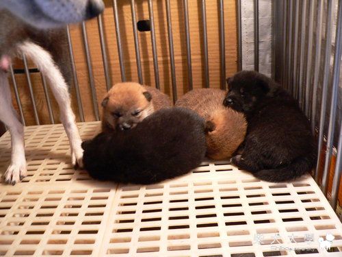 諦光號‧黑福女號赤黑幼犬(原發表者:高峰柴犬)(綜合討論)