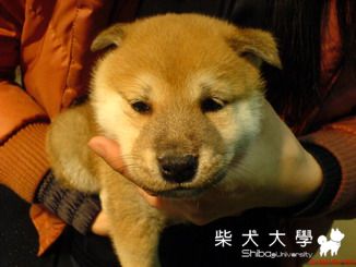 貢丸來我家一個月的近照...重PO的...^^"(原發表者:小奇)(相簿)