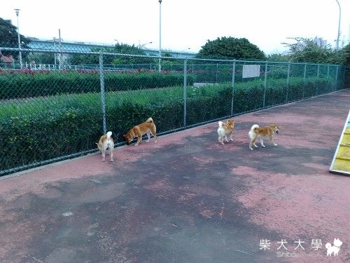 大器家之放風篇(原發表者:大器家)(綜合討論)