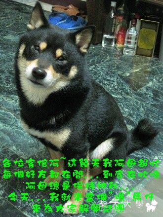 kero將小"爆"仔 - 新年禮物(原發表者:kero將麻)(相簿)