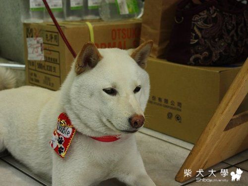 Kero將ㄚ母送的紅包袋(原發表者:破百家)(綜合討論)