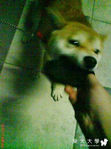 醜姿百態(原發表者:小米ˇ)(相簿)