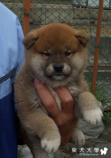 信之榮耀號   優質雄犬(原發表者:信之犬舍)(綜合討論)