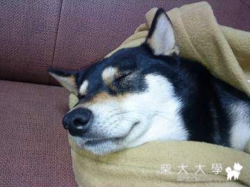 ㄇㄟㄇㄟ回家了,謝謝大家的關心!!(原發表者:寶貝媽咪)(綜合討論)