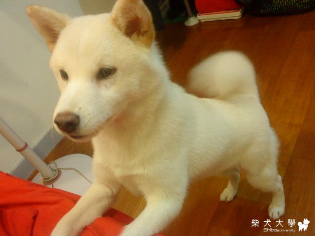 Kira 日文(漂亮的意思)(原發表者:光泉爸)(綜合討論)
