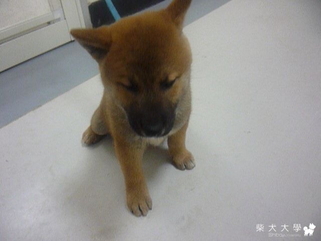 嚕嚕與咪咪的兩小無猜(原發表者:albert0319)(綜合討論)
