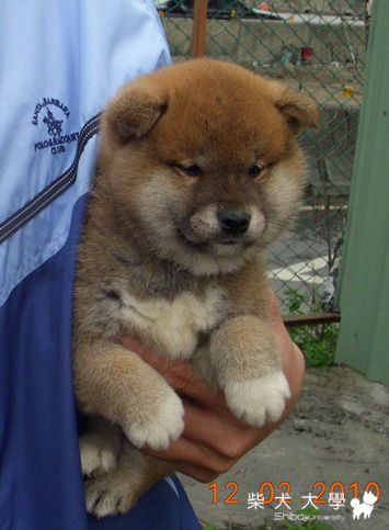 信之犬舍 全新的風貌亮相  歡迎參觀(原發表者:信之犬舍)(綜合討論)