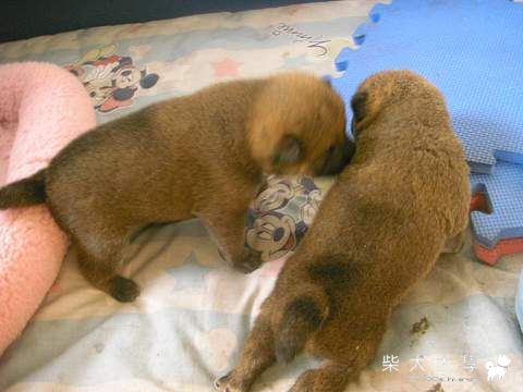 漢堡(原發表者:琪琪姊)(相簿)