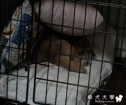 冷冷的過年可以這樣過(原發表者:chaintai)(綜合討論)