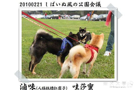 20100221迎風公園柴犬聚會(たけ拔麻提供)(原發表者:たけ拔麻)(綜合討論)