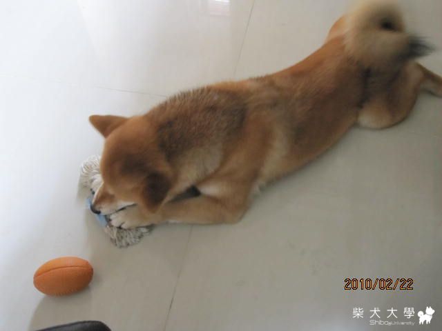喔!!現行犯 抓到了唷 你還有甚麼話好說!!(原發表者:庫奇哥)(綜合討論)