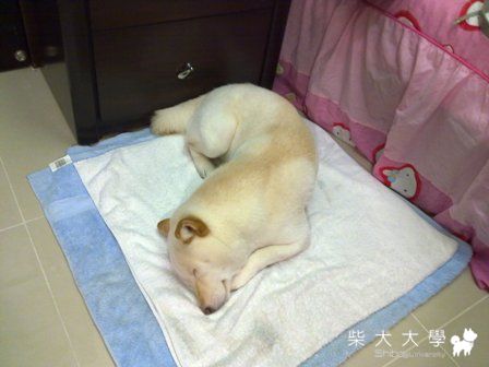 萊恩拔和萊恩麻要結婚了(原發表者:萊恩麻)(綜合討論)