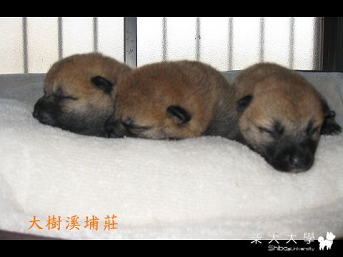 99/02/24狗狗日誌(原發表者:unkikicoco)(相簿)