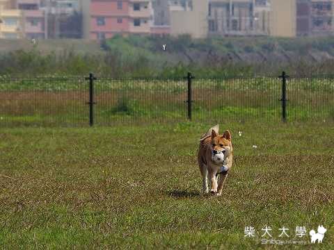 狗公園跑跑...(原發表者:果凍麻)(相簿)