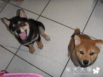 記得當時年紀小(原發表者:寶貝媽咪)(相簿)