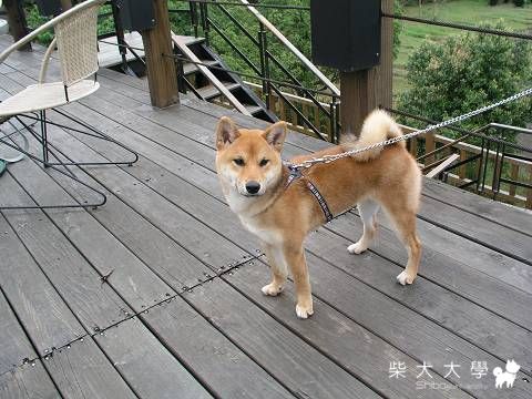 Fighter在6028咖啡～(原發表者:Fighter爸)(相簿)