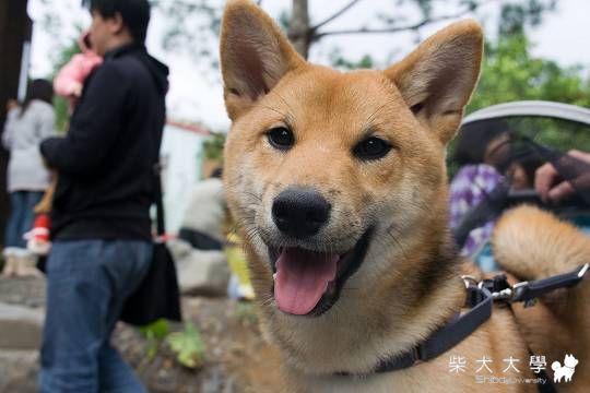 Fighter也有陽光笑容～(原發表者:Fighter爸)(相簿)