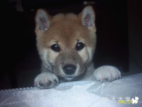 柴犬照片(原發表者:hsish)(相簿)