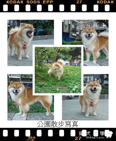 長毛KEN 的一天(原發表者:KEN家)(綜合討論)
