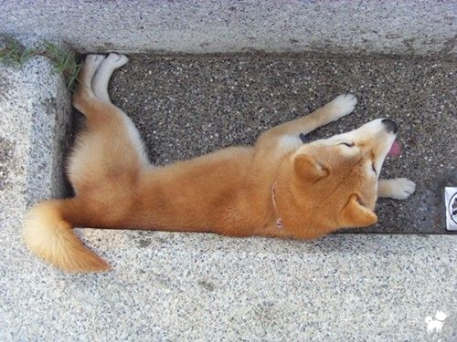 我好熱好熱～誰要幫我解熱阿(原發表者:小米ˇ)(相簿)