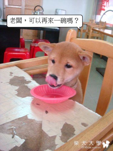 貪吃的fila(原發表者:皮蛋)(相簿)