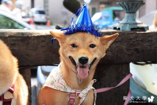 228台南生日趴  (修改好了)(原發表者:財妹拔拔)(相簿)