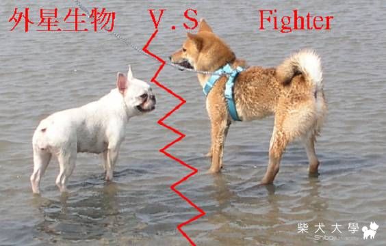 Ｆｉｇｈｔｅｒ大戰外星狗(原發表者:Fighter爸)(相簿)