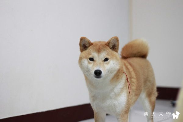 小米之我阿拔真煩(原發表者:小米家)(相簿)