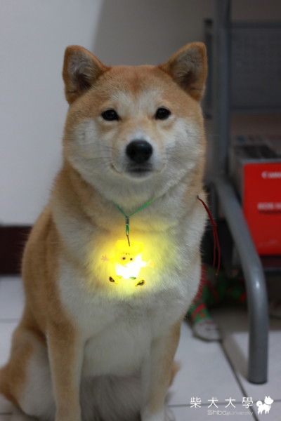 很Pali~Pali的小米(原發表者:小米家)(相簿)