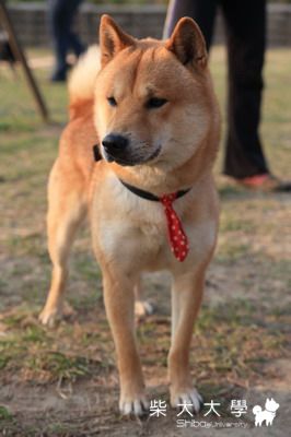 3/7寵物公園相揪(原發表者:財妹拔拔)(相簿)