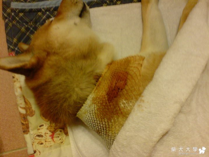 緊急事件~(03/25更新)(原發表者:cookie1204)(醫療保健)