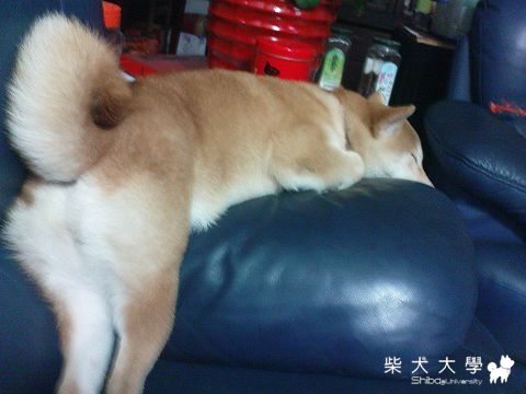 我好想吃潔牙骨(原發表者:iamgarypon)(綜合討論)